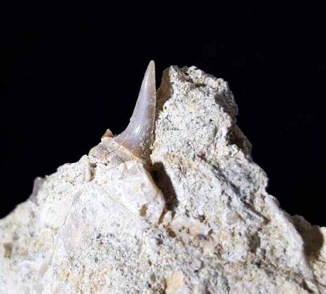 cf. Araloselachus cuspidatus (AGASSIZ 1843) - Bild © FossNet FossilienStore